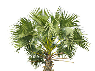 A Detailed Close-Up of a Fan Palm Tree with Lush Green Fronds Against a transparent Background, palm tree on transparent background, A palmyra tree on a png background,