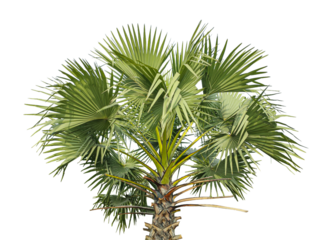 A Detailed Close-Up of a Fan Palm Tree with Lush Green Fronds Against a transparent Background, palm tree on transparent background, A palmyra tree on a png background,