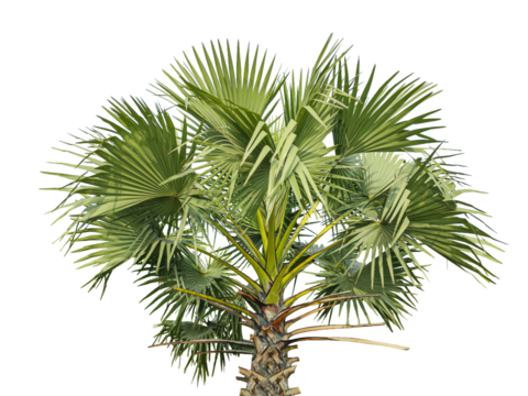 A Detailed Close-Up of a Fan Palm Tree with Lush Green Fronds Against a transparent Background, palm tree on transparent background, A palmyra tree on a png background,