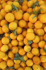 oranges at the market