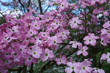 Dogwood has small white and pink flowers in clusters. In spring, it blooms profusely.