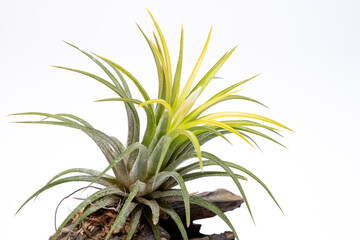 開花直前のエアプランツ