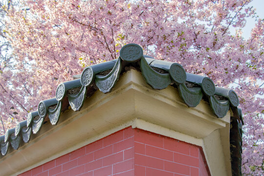 Cherry blossoms blooming on Chinese-style roofs in spring, Xuhui Campus of Shanghai Jiao Tong University