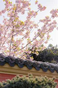 Cherry blossoms blooming on Chinese-style roofs in spring, Xuhui Campus of Shanghai Jiao Tong University