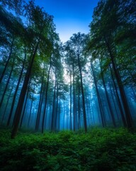 Obraz premium Enchanting Blue Forest Path