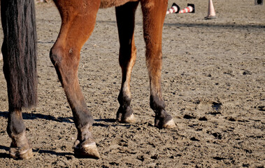 The hooves of a barefoot horse in a training camp