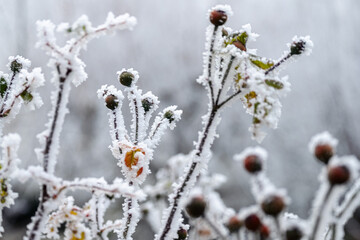 BOURGEONS GIVRÉS