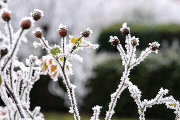 BOURGEONS GIVRÉS