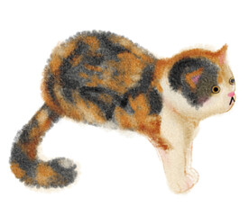 Calico cat