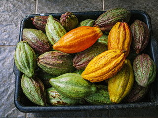 Ripe yellow cacao pods or cocoa fruit and raw cacao fruit