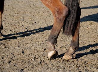 The hooves of a barefoot horse in a training camp