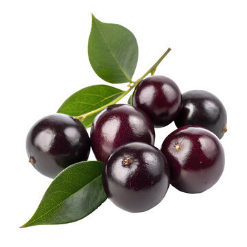 A small cluster of jabuticaba fruits with shiny, deep purple-black skins, arranged naturally