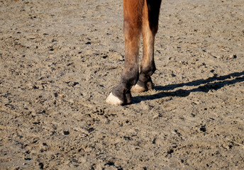 The front hooves of a barefoot horse in a training ground