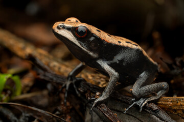 Close-up macro of a bicolored tree frog or Malabar tree frog 