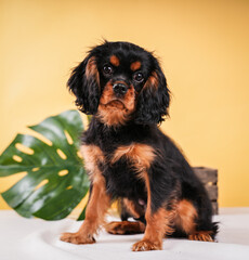 beautiful puppy cavalier king charles spaniel black tan color on a yellow background in the studio...