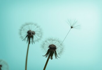 dandelion head