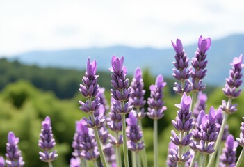 Fototapeta premium lavender field in region