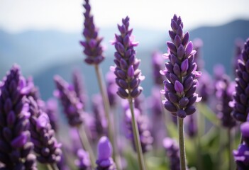 Obraz premium lavender field region