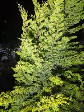 Pine leaves in the middle of a winter forest