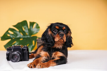 beautiful Cavalier King Charles Spaniel puppy black and tan color on a yellow background in the...