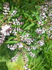 Macro view of lemon verbena flowers illuminated by the summer sun