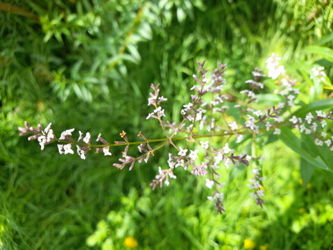 small lemon verbena flowers on a spring day