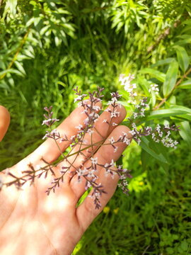Beautiful man's hand holding small lemon verbena flowers on a sunny day