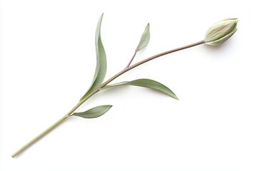 Obraz premium Graceful Leaning Tulip Stem with Delicate Leaves and Bud on White Background