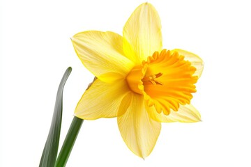 Obraz premium Bright and Cheerful Fresh Daffodil Flower Isolated on White Background