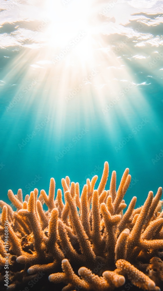 Poster beams of sunlight filtering through the water surface illuminate a vibrant coral reef, creating a me
