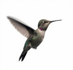Fototapeta premium hummingbird in flight