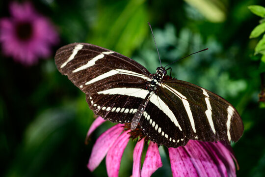Zebra Longwing butterfly on pink coneflower