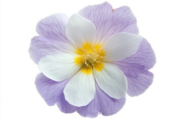Soft Lavender Primrose Flower Isolated on White Background for Creative Projects