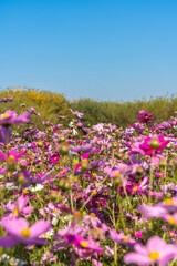 Flower from Sky park, Seoul
