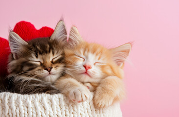 Two adorable kittens sleeping peacefully in cozy basket, surrounded by soft pink background. Their fur is fluffy and they exude sense of warmth and comfort
