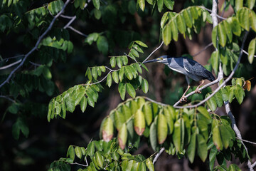 Striated Heron, Butorides striata, Green-backed heron perching on tree branch by pond in forest park, it is a small, squat water bird with short legs, eats small fish, frogs and aquatic insects