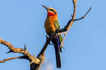 Ein Weißstirnspint freigestellt vor blauem Himmel auf einem Ast sitzend