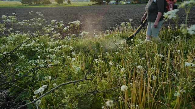 Farmer walking on cultivated field spraying pesticides with manual knapsack sprayer at sunset