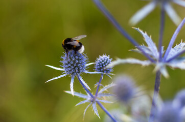 bumblebee on a blue flower