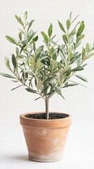 Fototapeta premium Elegant Terracotta Potted Olive Tree - A Touch of Nature