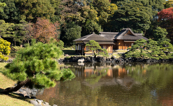 Japan, Tokyo, Hamarikyu Garden in momiji season.