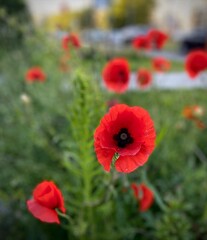 Obraz premium red poppy in the field
