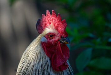 Portrait of rooster © Arsenii
