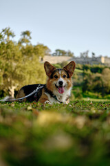 Welsh corgi Pembroke tricolor lies on green grass in the autumn park at sunset. Happy dog portrait outside. Pets outdoor concept.