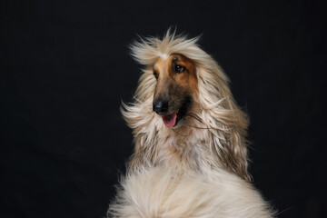 dog with a lush long coat on a black background. concept of grooming, hair care.