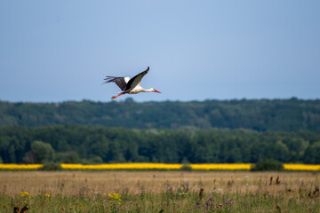 White stork flight through the meadow