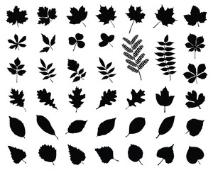 Naklejka premium Black silhouettes of foliage on white background 
