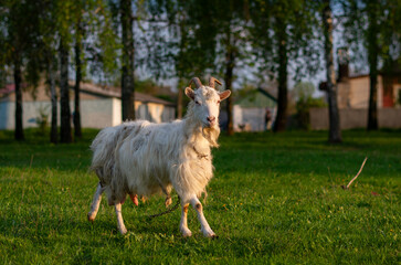 Obraz premium White goat in the meadow