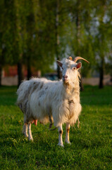 goat on the meadow