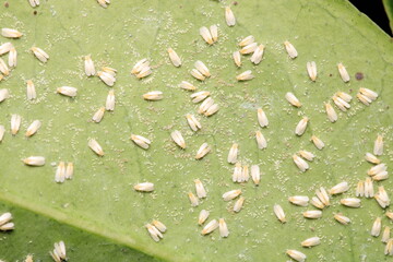 harmful aphid insect macro photo	